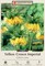 Yellow Crown Imperial Lily - Fritillaria lutea- 20/24 cm Bulb - 1 Bulb